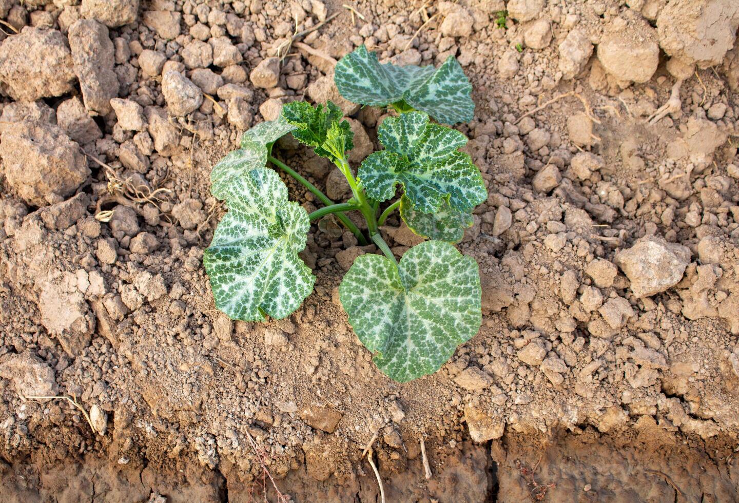 There is a pumpkin bush with variegated leaves growing in the garden. photo