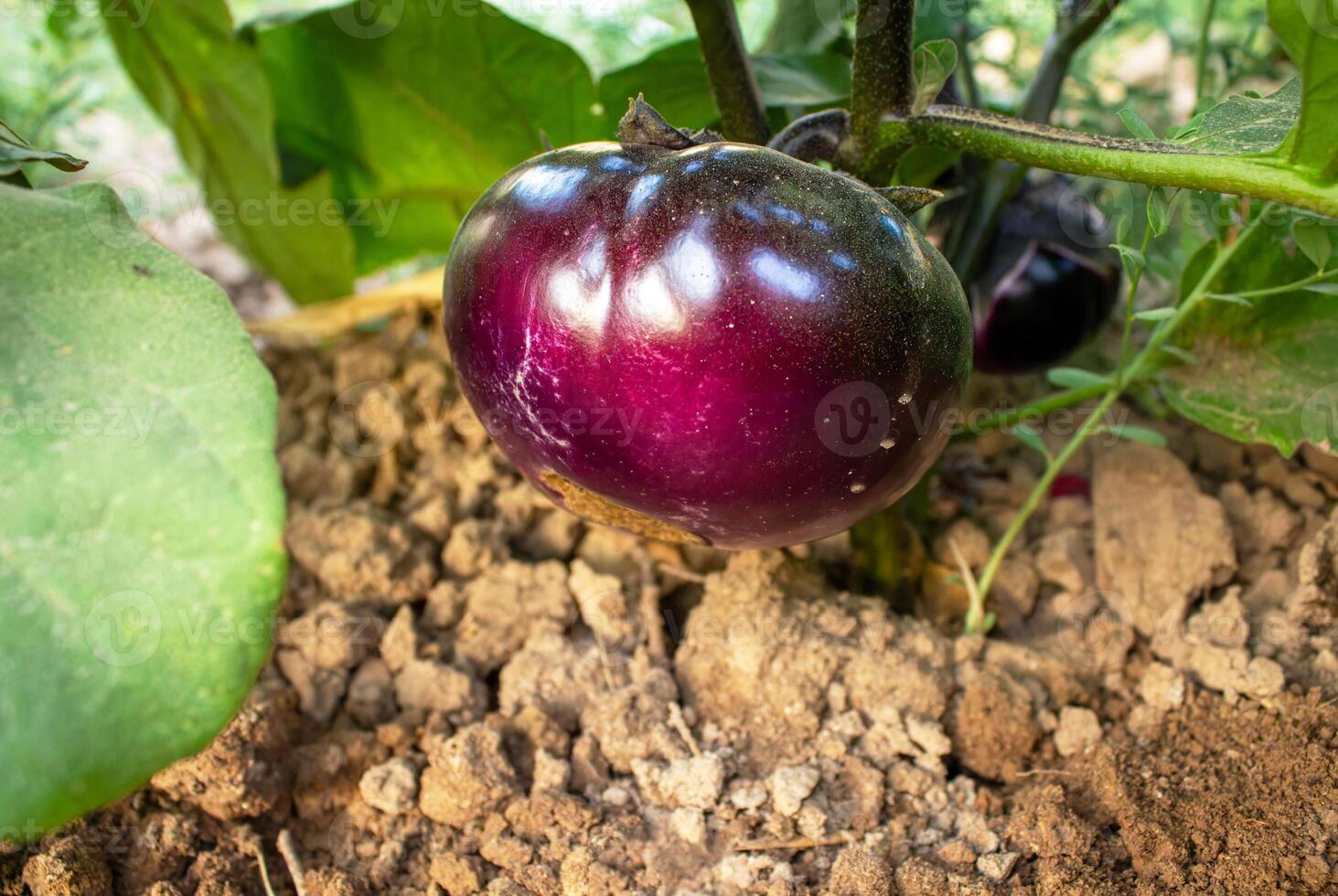 An eggplant hangs on a bush that grows in the garden. photo