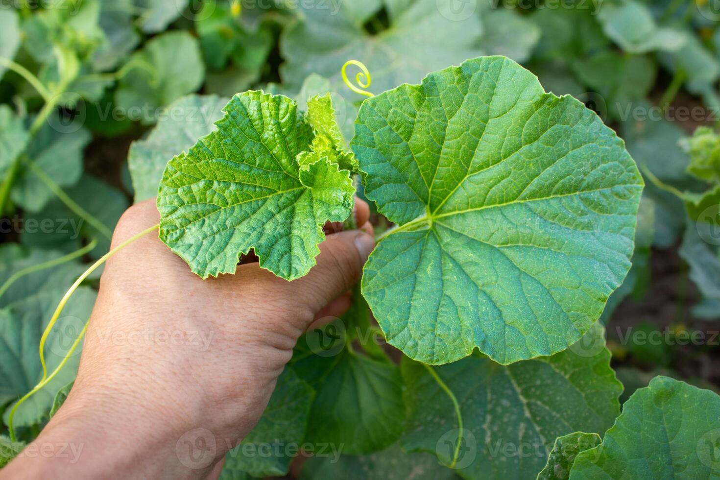 A farmer holds a green melon bush photo