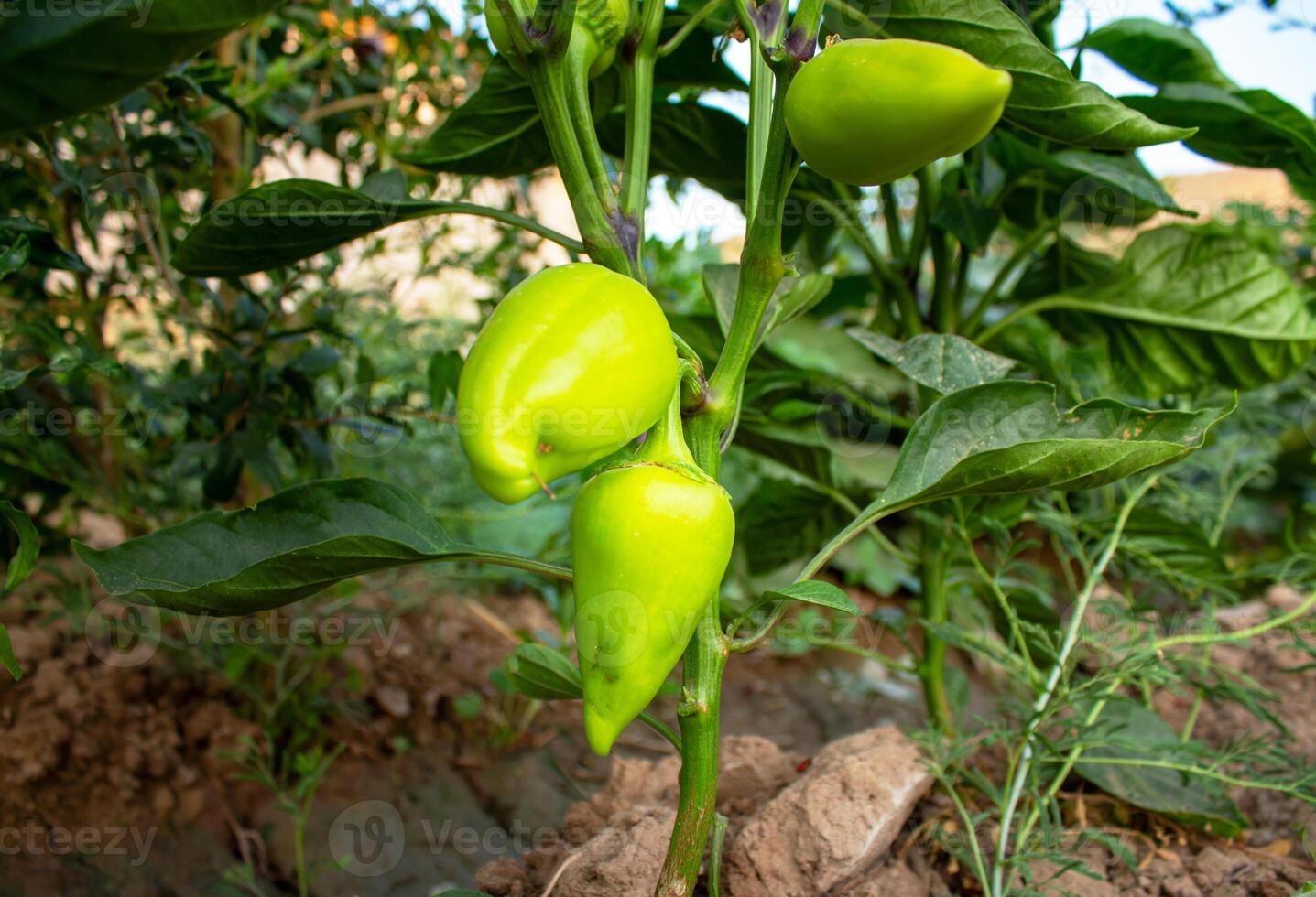 Bell pepper fruits grow on bushes photo