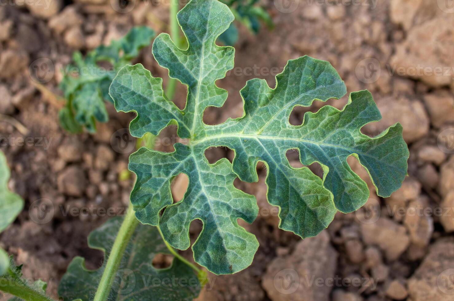 Green watermelon leaf close up photo