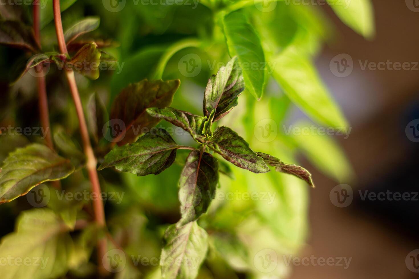 Basil grows in the house near the window photo