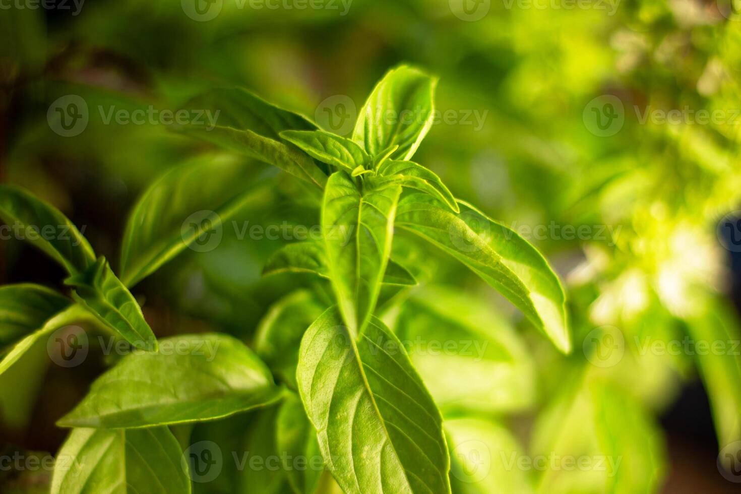 Basil grows in the house photo
