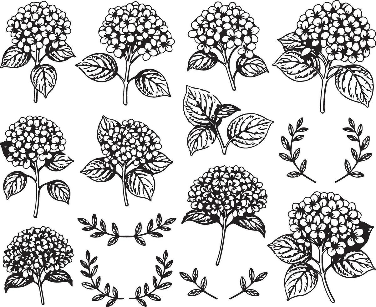 Hydrangea flowers and leaves set of illustration vector