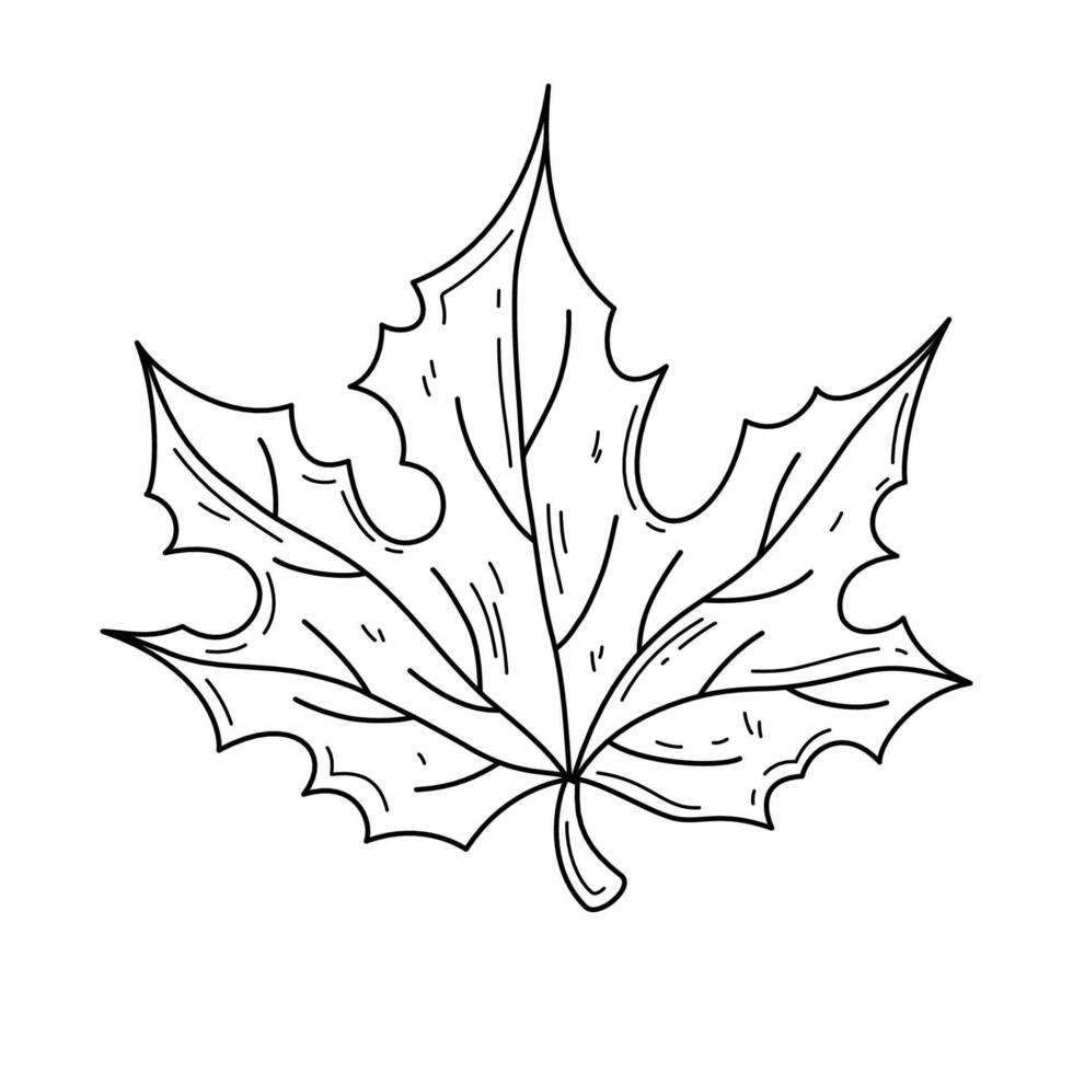 Maple Leaf outline illustration. Hand drawn autumn leaf in doodle style. Simple editable stroke design element isolated on white background vector