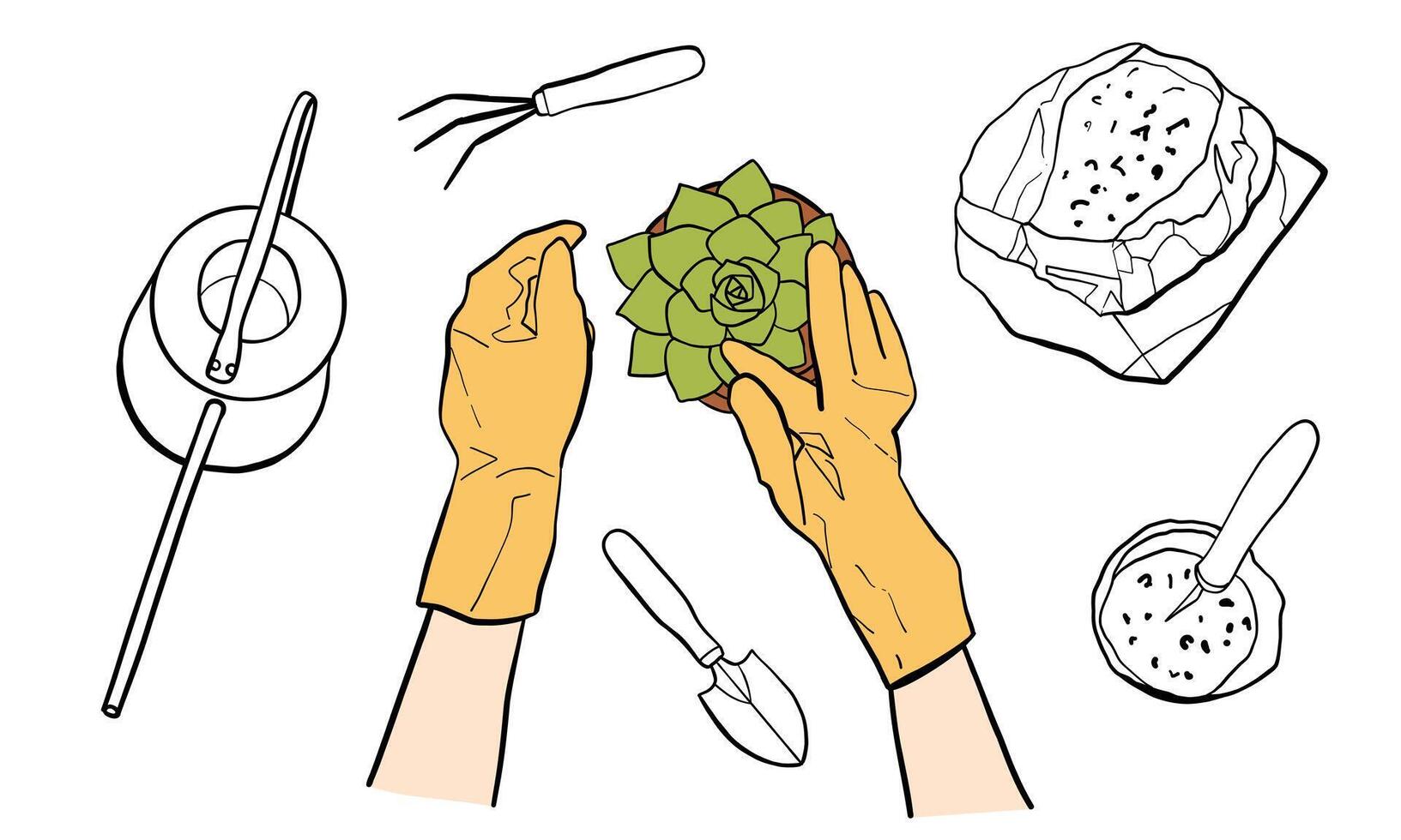 Hands of a person in gloves replanting a succulent houseplant in a pot vector