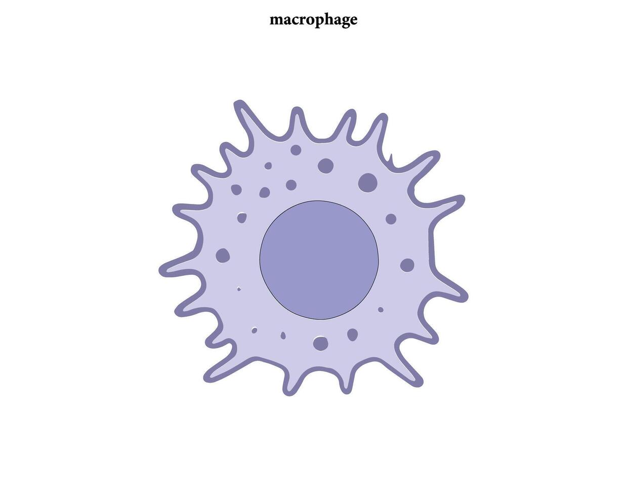 An illustration of a cell with the word macrophage vector