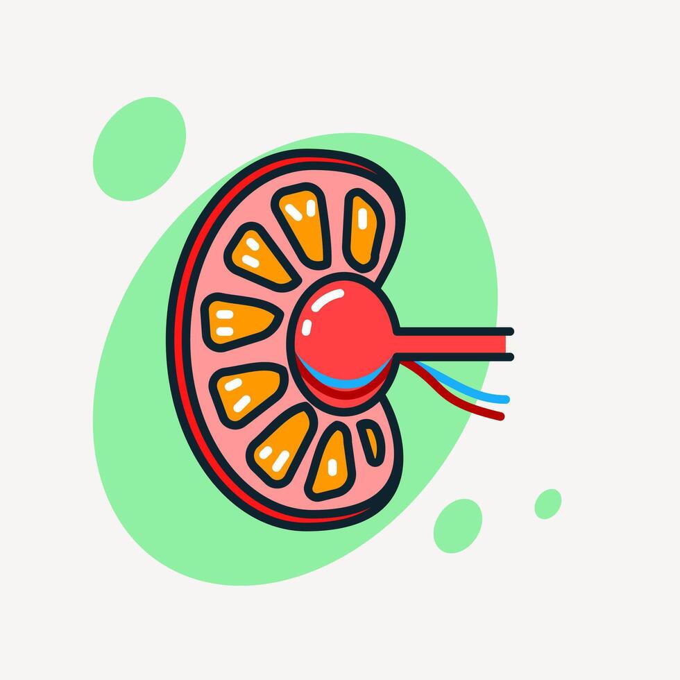 Colorful kidney cross-section icon showing internal structure, used in medical, healthcare, nephrology, or anatomy education visuals. vector