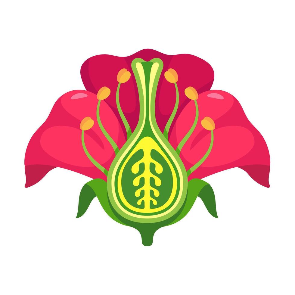 Reproduction in Plants , Illustrated Guide to Flower Structure, Fertilization, and Seed Development vector