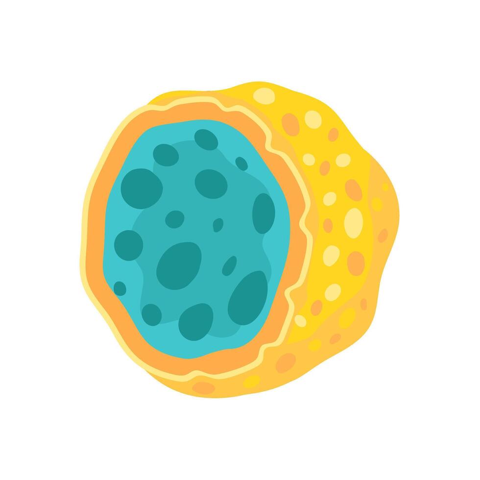 Lysosomes Cell organelle structure anatomy vector