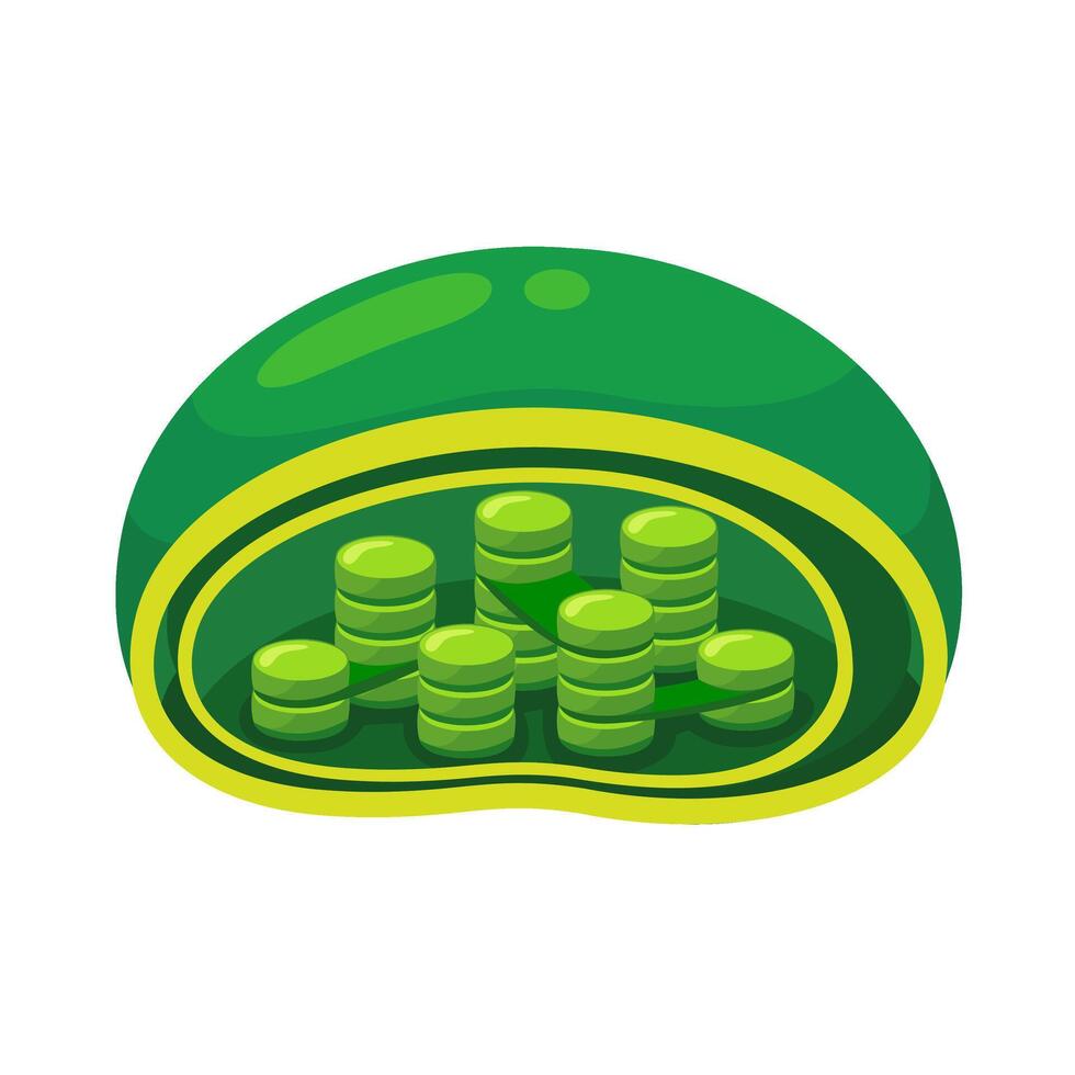Chloroplast organelle anatomy for education.Structure of chloroplast in plant cells or leaf. vector