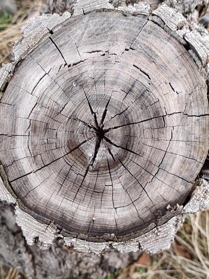 Old stump, dried tree, wood texture. Circular tree stump with concentric growth rings showing age photo