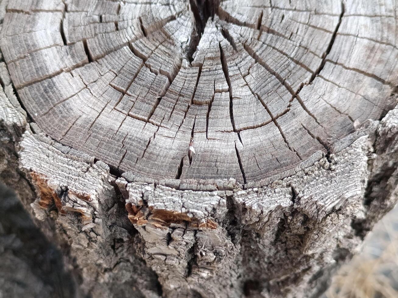 Old stump. Dried tree. Wood texture. Circular tree stump with concentric growth rings showing age photo