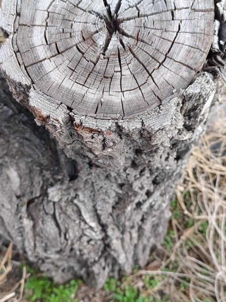 Old stump. Dried tree. Wood texture. Circular tree stump with concentric growth rings photo