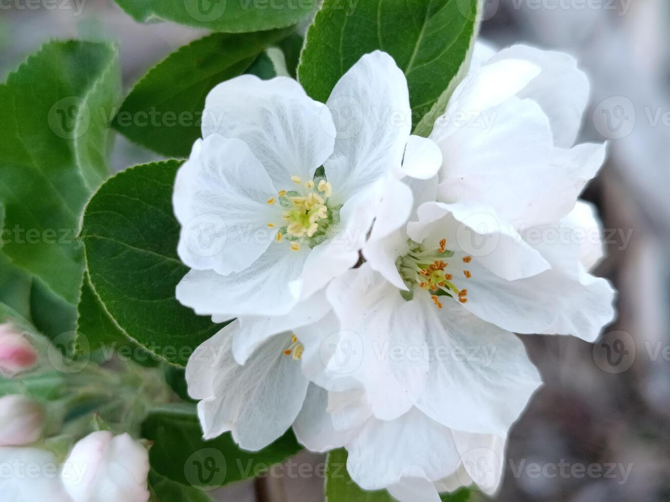 The apple tree blooms with white flowers in spring photo