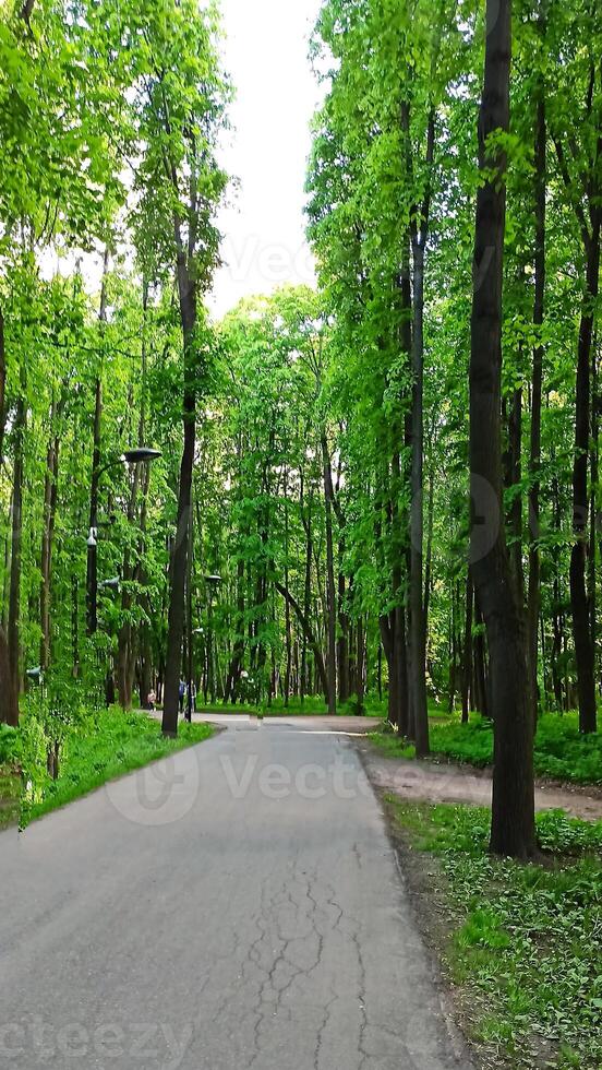 Walking path in the park surrounded by green trees. Beautiful nature in Russia photo