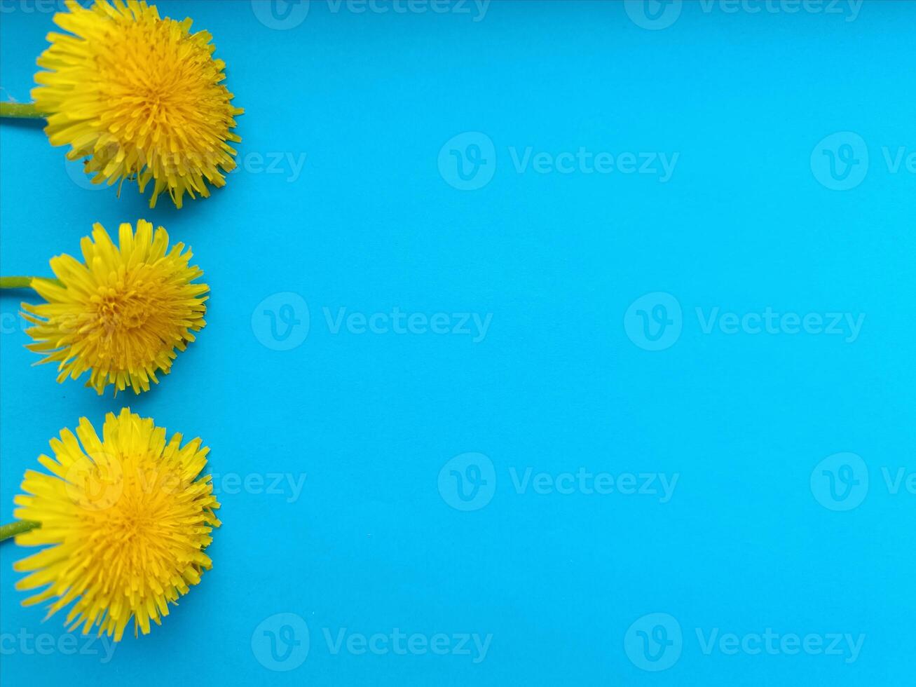 Blue background with dandelions. Background image photo