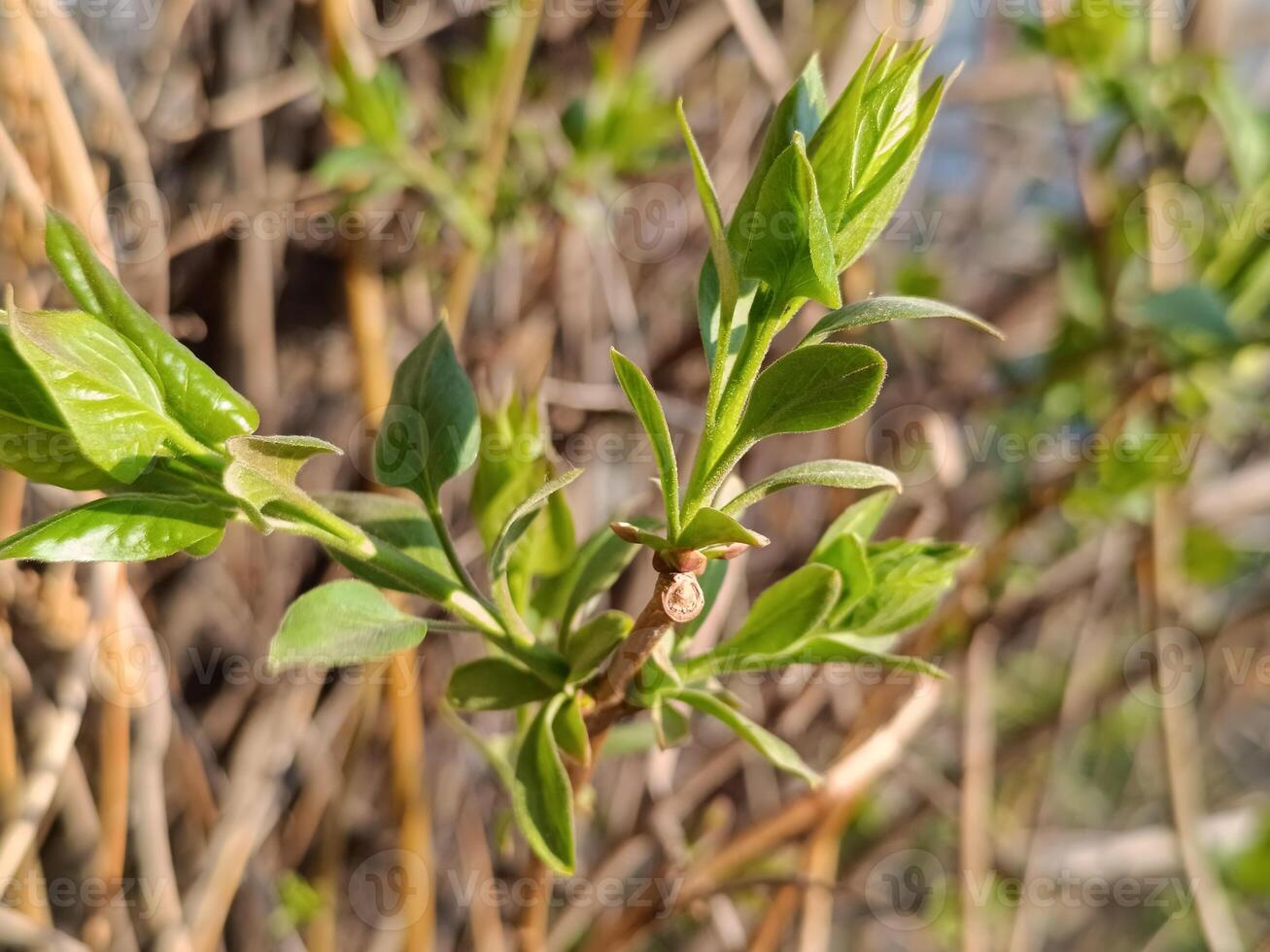 Young leaves begin to appear on the lilac branch in spring photo