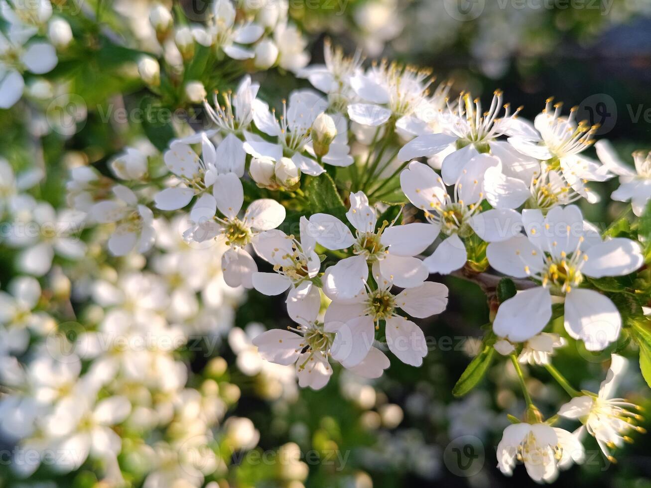 Cherry blossom in the garden photo