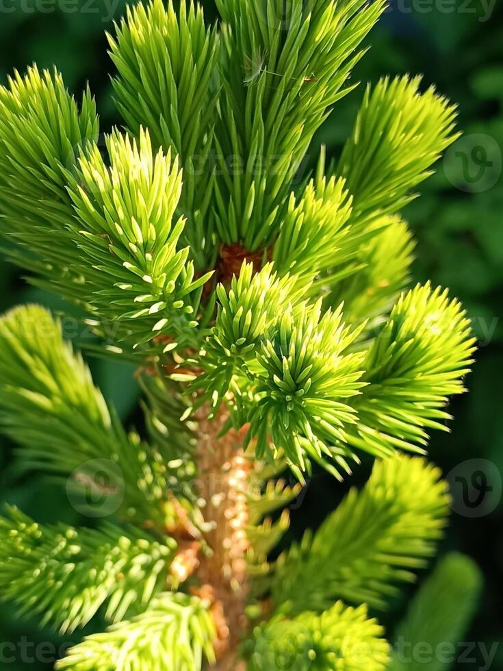 Young branches of spruce in early spring. Green needles photo