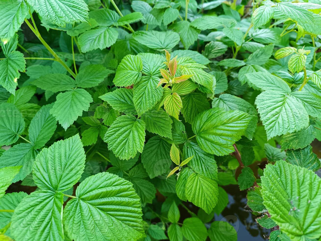 Raspberry bush in spring without berries photo