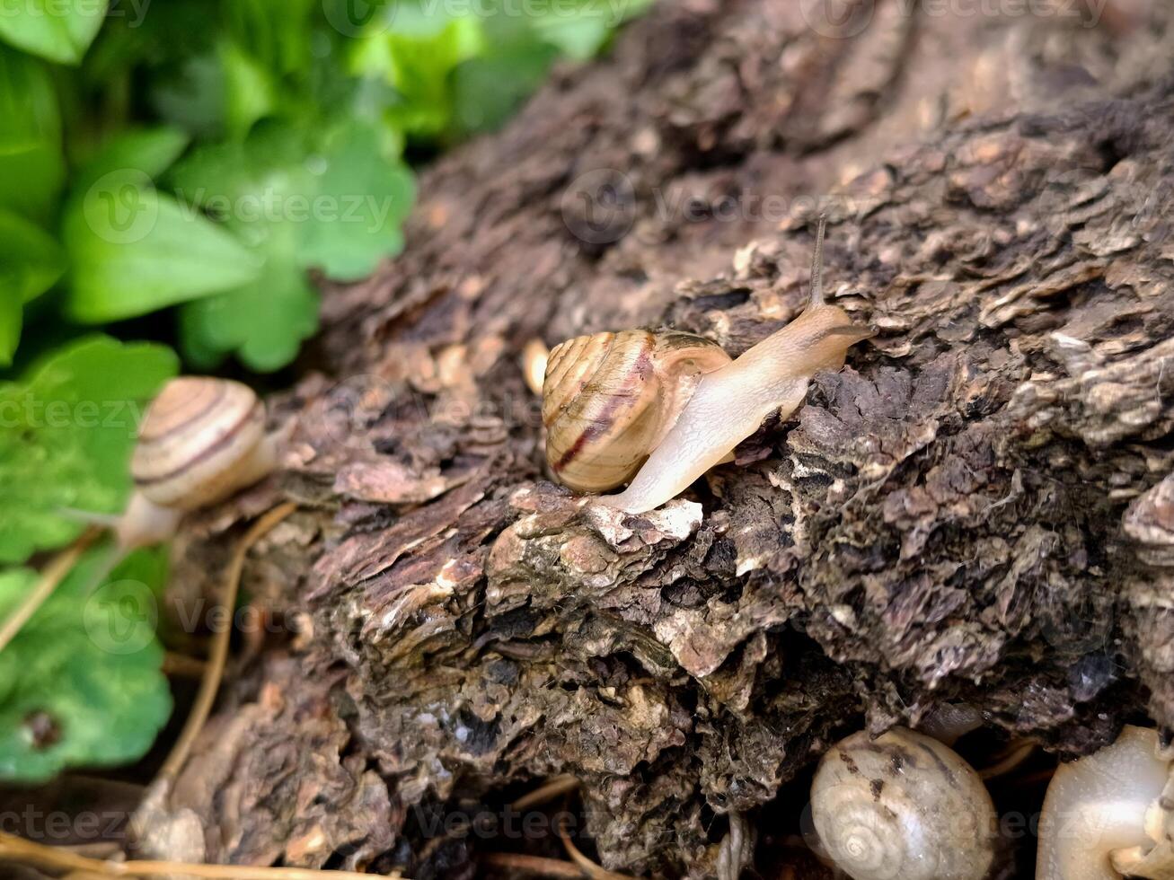 Snails crawl on the tree bark photo