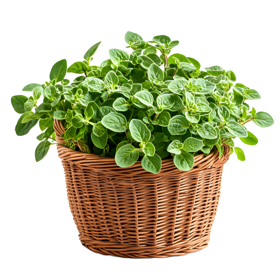 Fresh oregano herbs in a rustic wicker basket. png