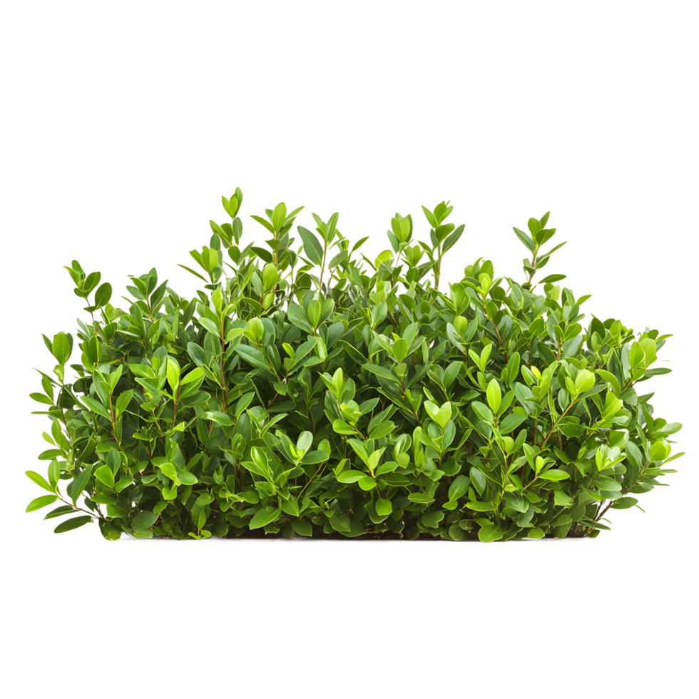 Lush Green Hedge Isolated on Transparent Background for Design png
