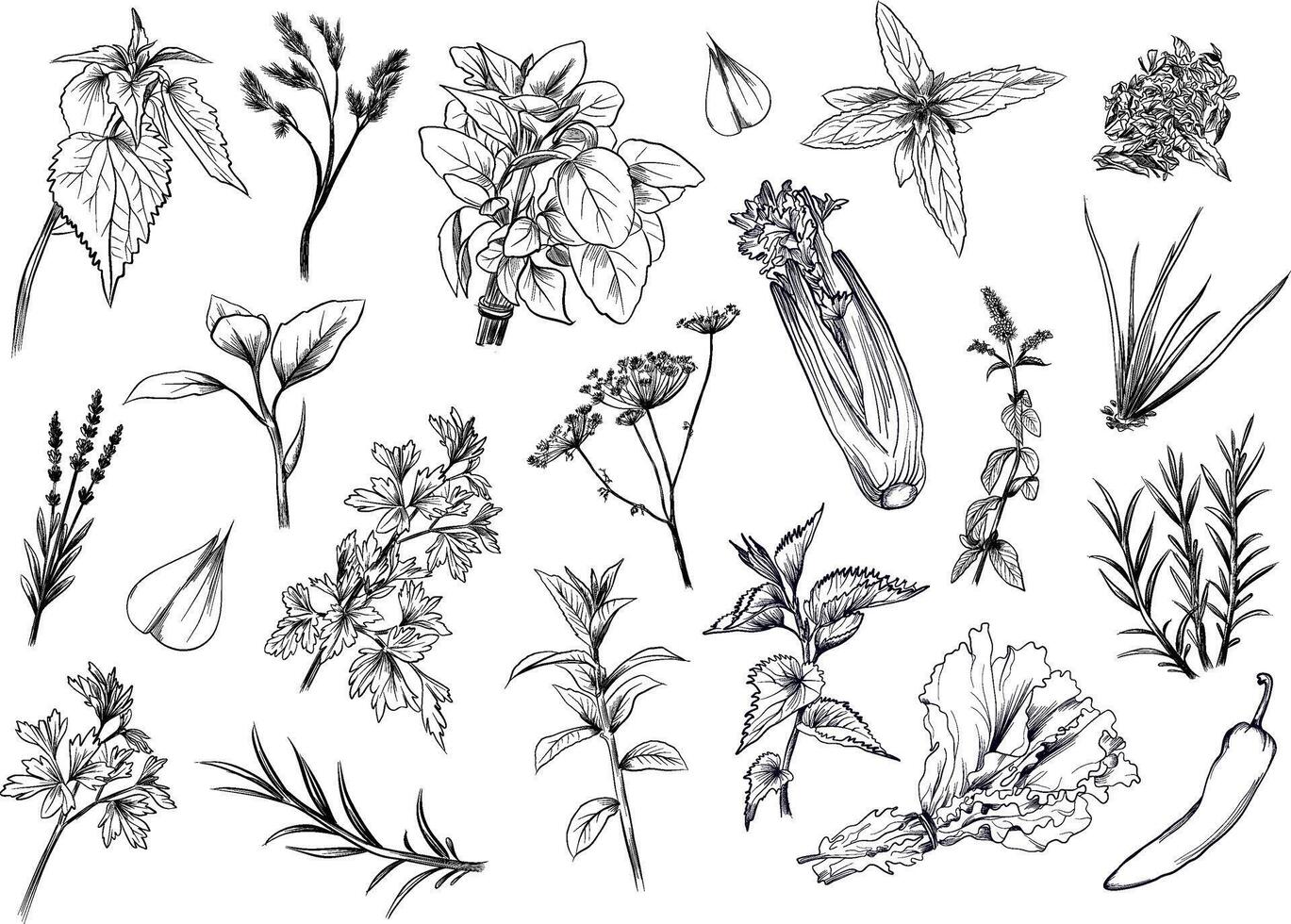 Big set of culinary herbs and spices vector