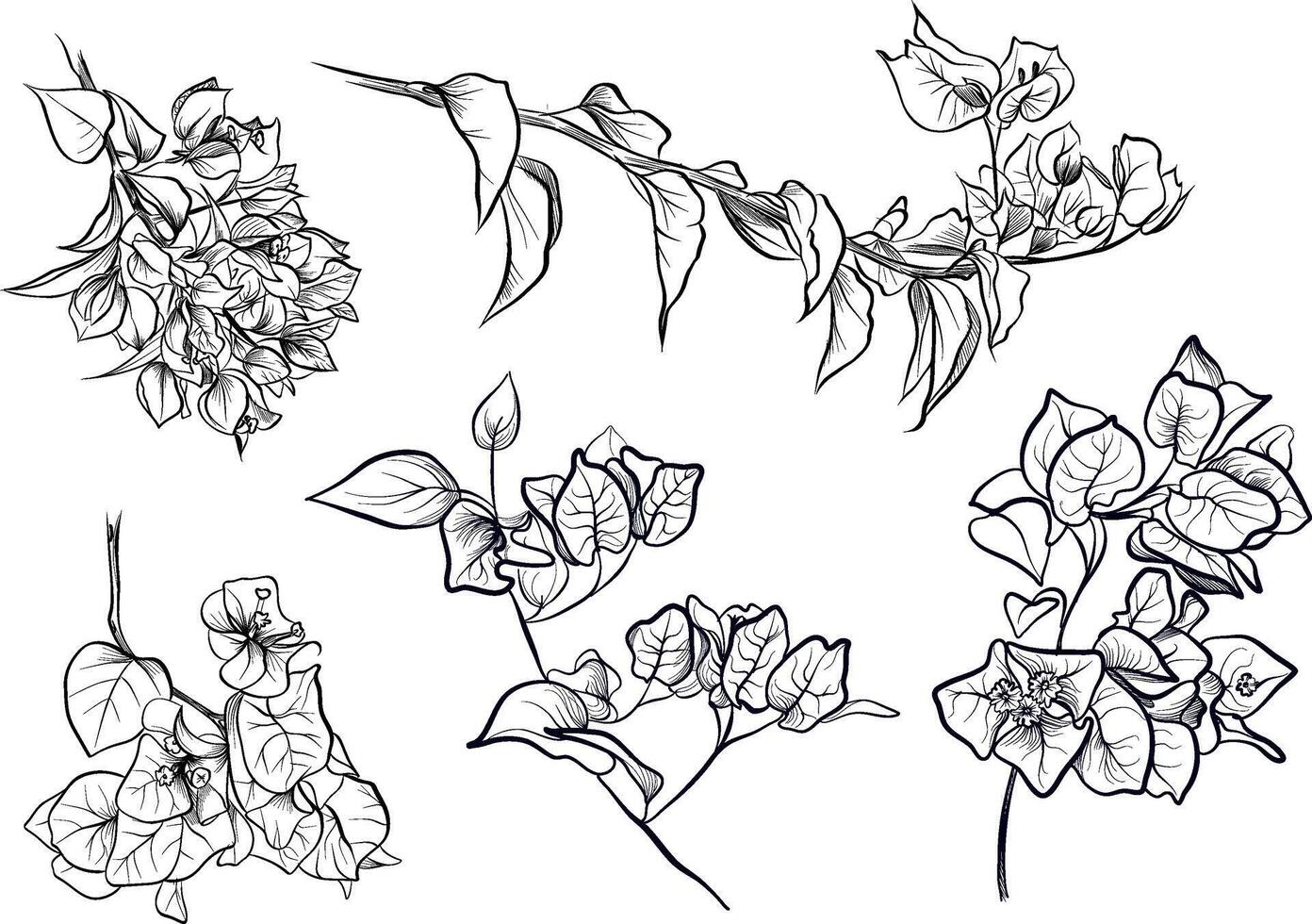 Hand drawn bougainvillea branches and flowers sketch vector