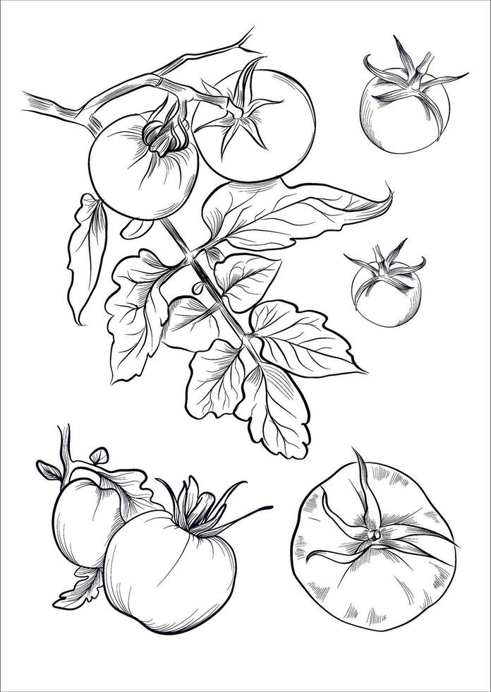 Tomato sketch with leaves and slices vector