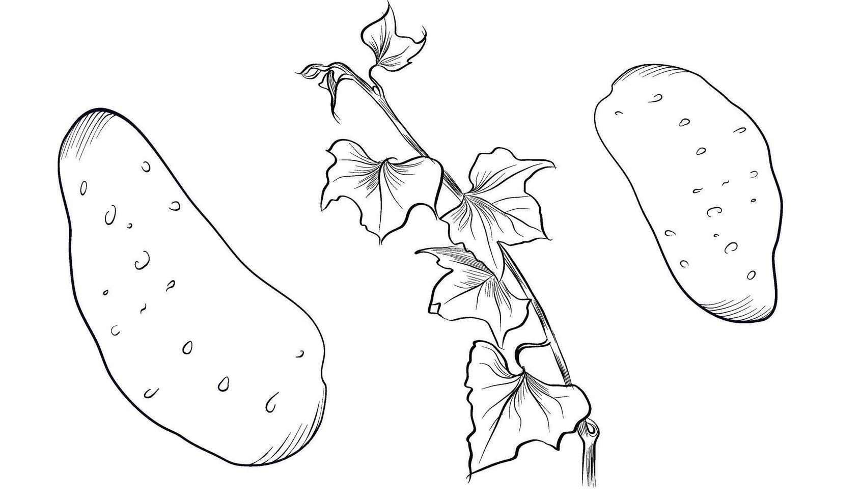 Hand drawn sweet potato vegetables and vine sketch vector