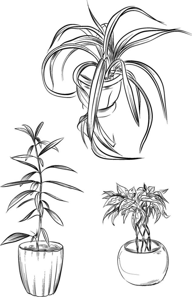 Ficus chlorophytum oleander houseplants set vector