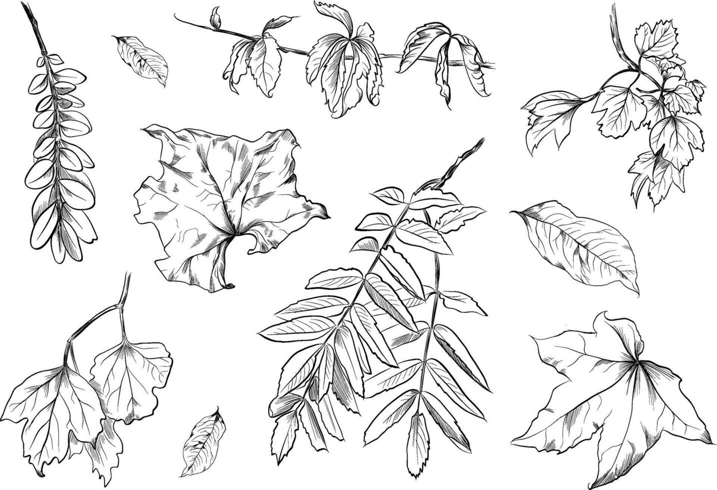 Dry autumn leaves assorted set vector