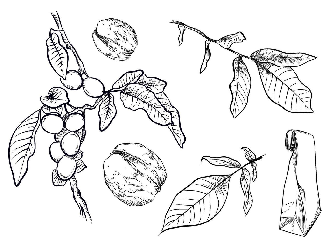 Hand drawn walnut branches fruits and leaves sketch vector