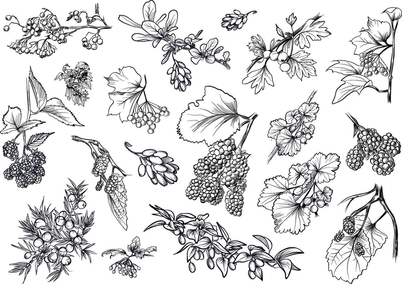 Big set of berry branches vector
