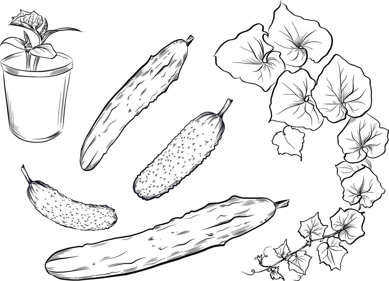 Hand drawn cucumber vegetables with vine sketch vector