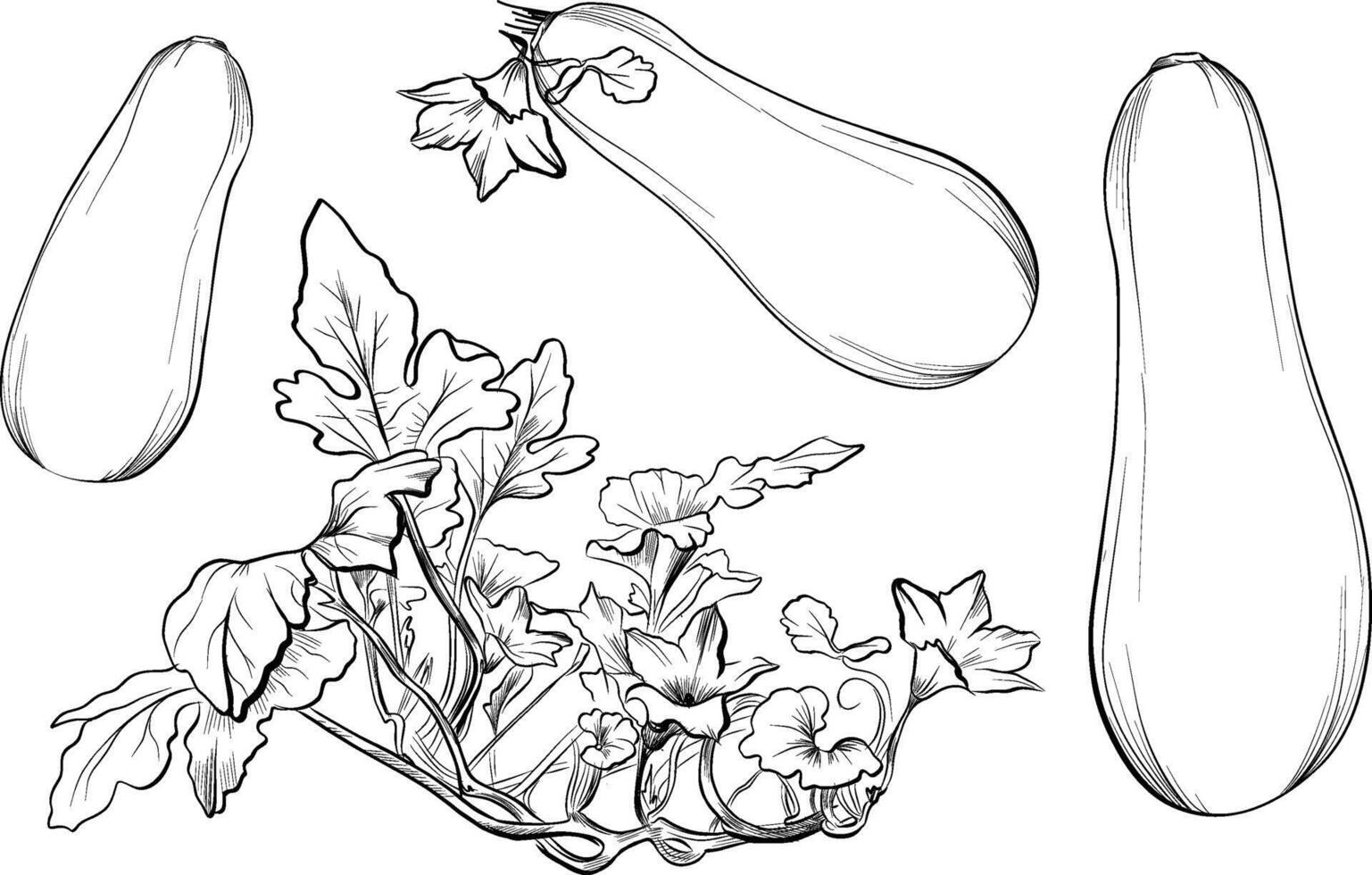Hand drawn zucchini vegetables and flowering vine sketch vector
