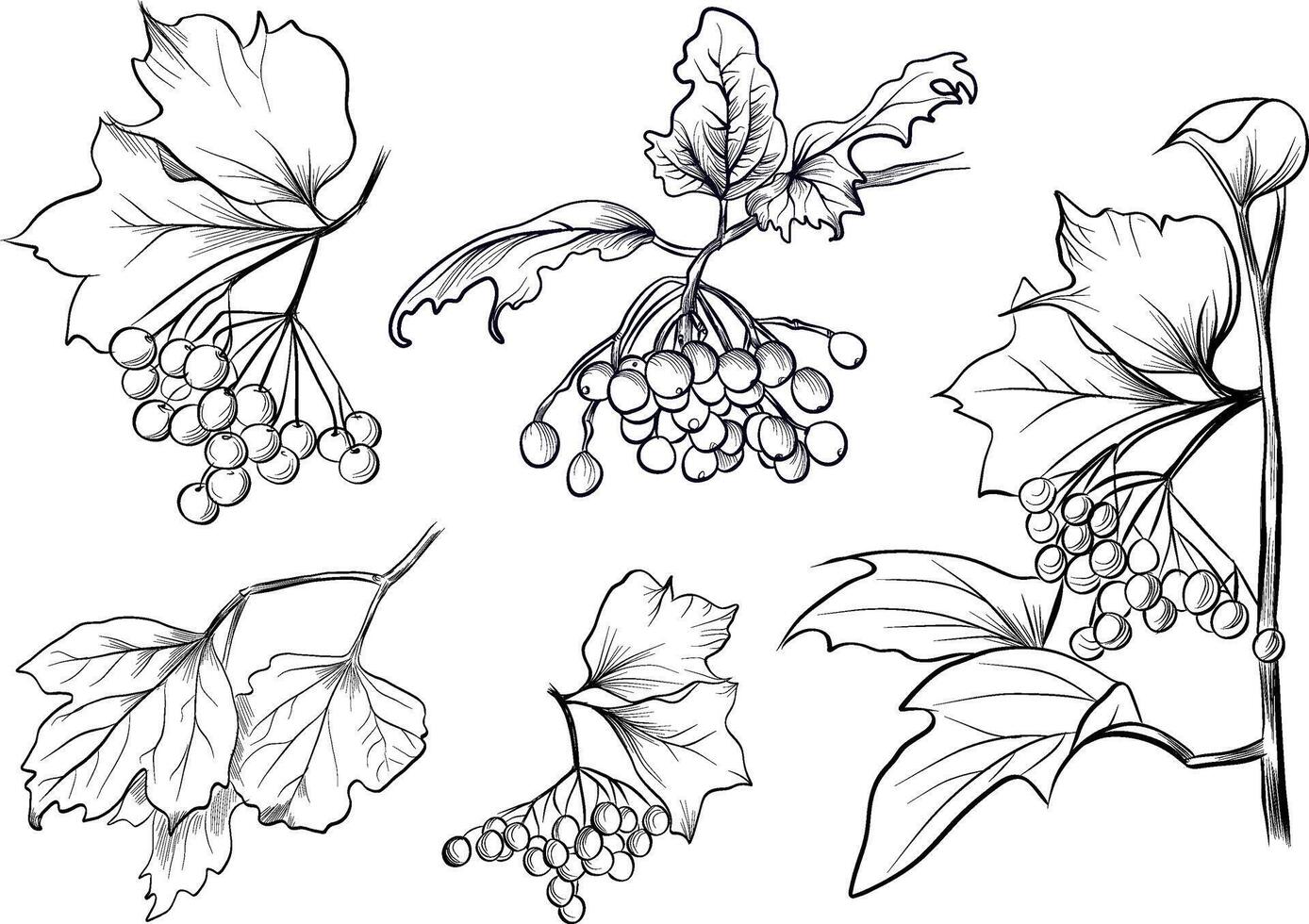 Viburnum branches and berries big set vector