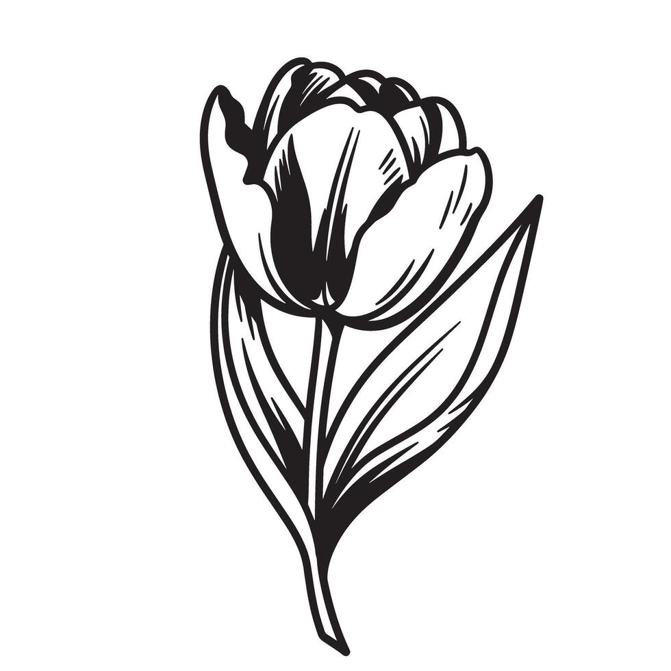 Elegant black and white silhouette illustration of a blooming tulip flower in full detail vector