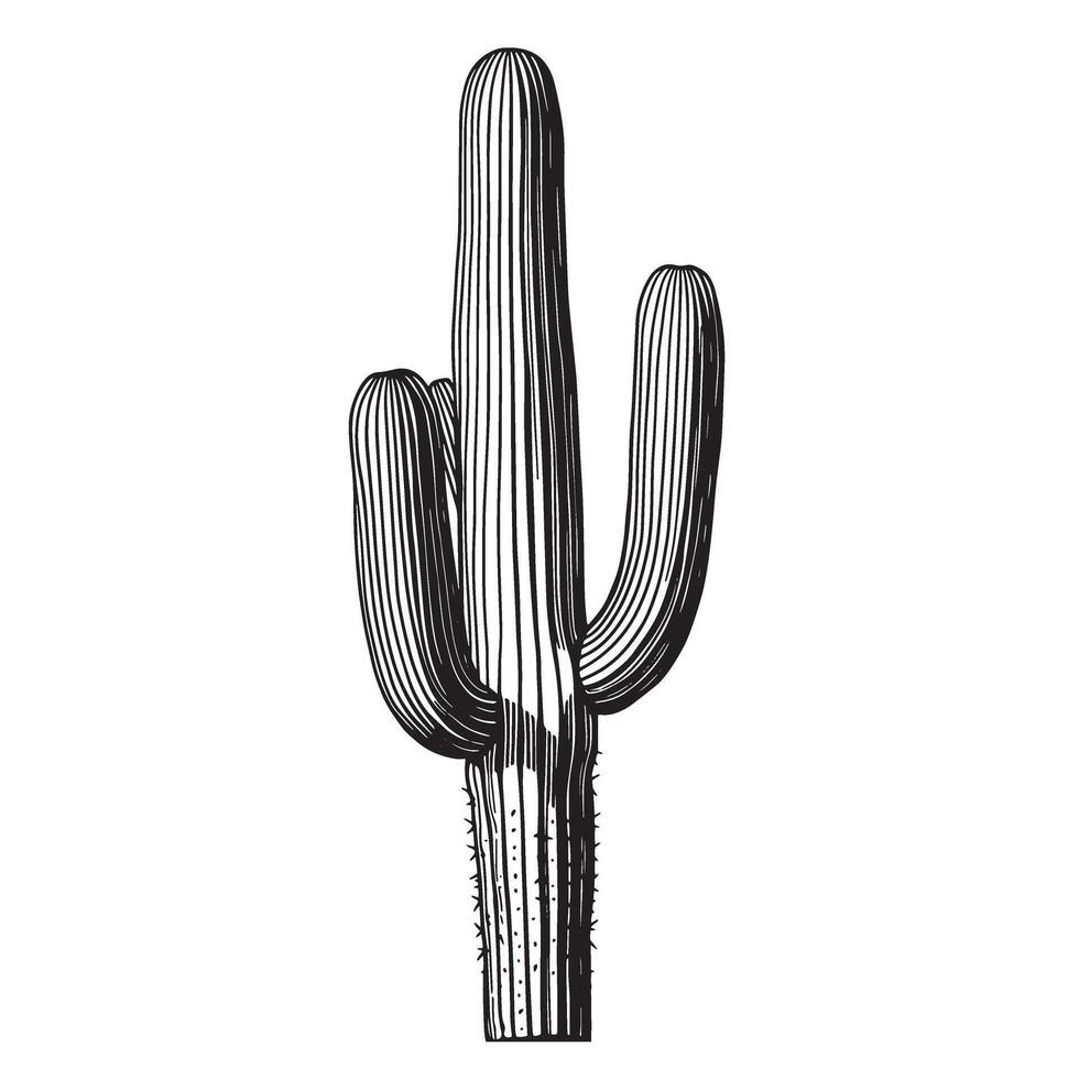 Detailed black and white silhouette illustration of a desert cactus plant on white background vector