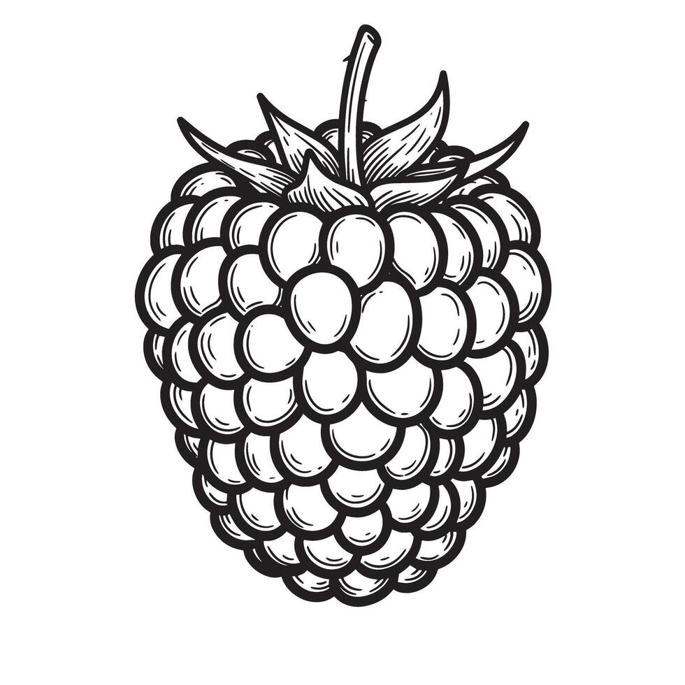 Hand drawn black and white detailed raspberry illustration silhouette graphic design element vector