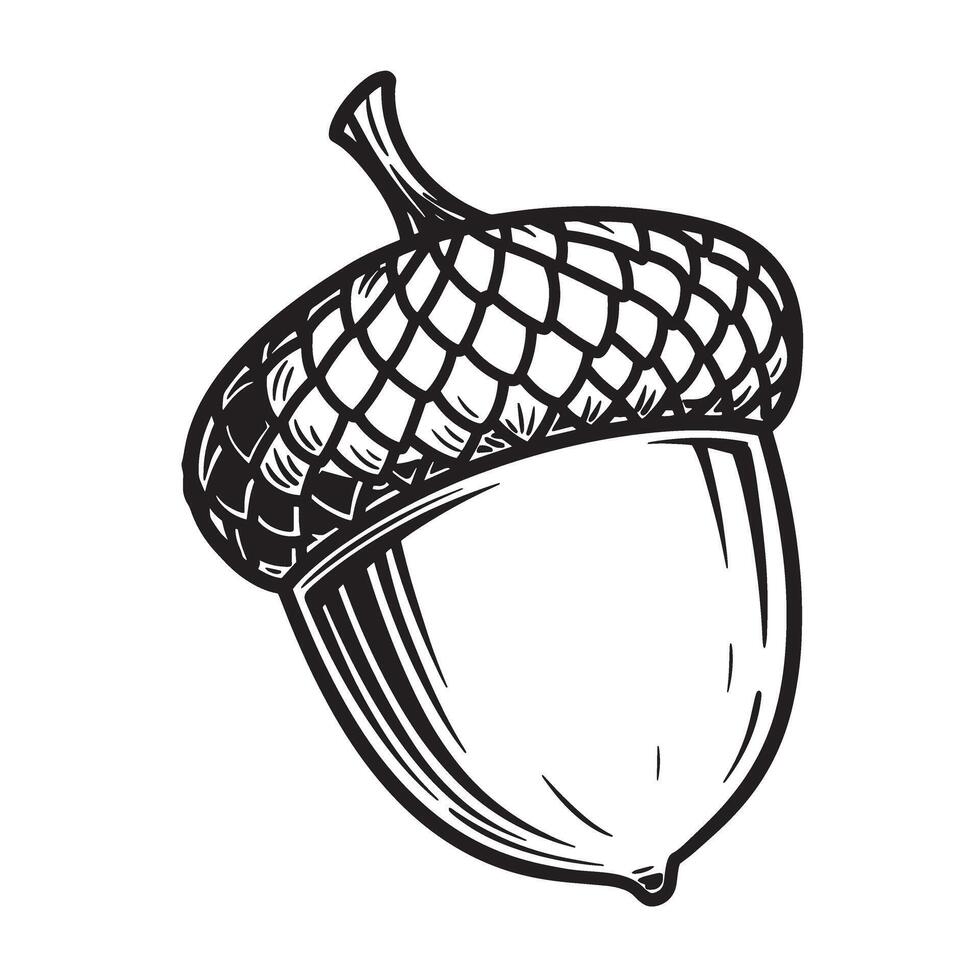 Detailed black and white silhouette illustration of an acorn symbol on a white background vector