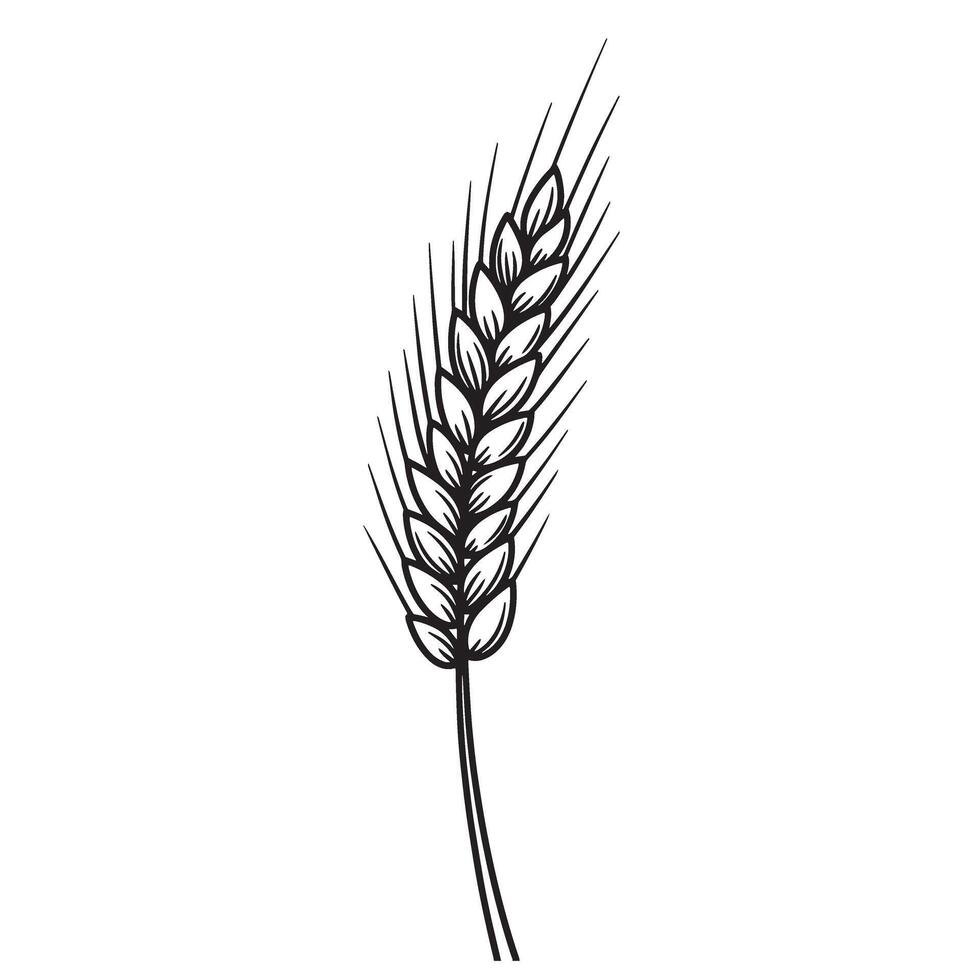 Wheat ears, spikelets sketch. Hand drawn rye in vintage engraving style vector