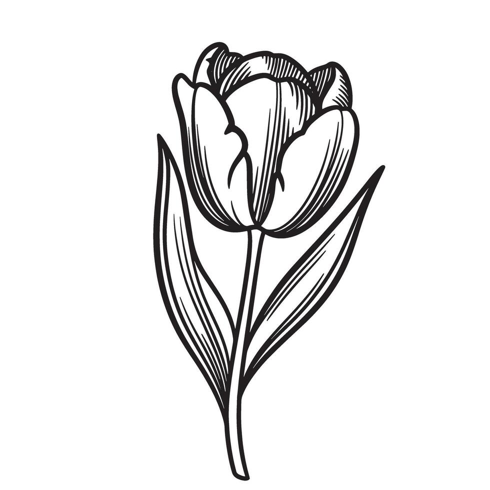 Elegant black and white silhouette illustration of a blooming tulip flower vector