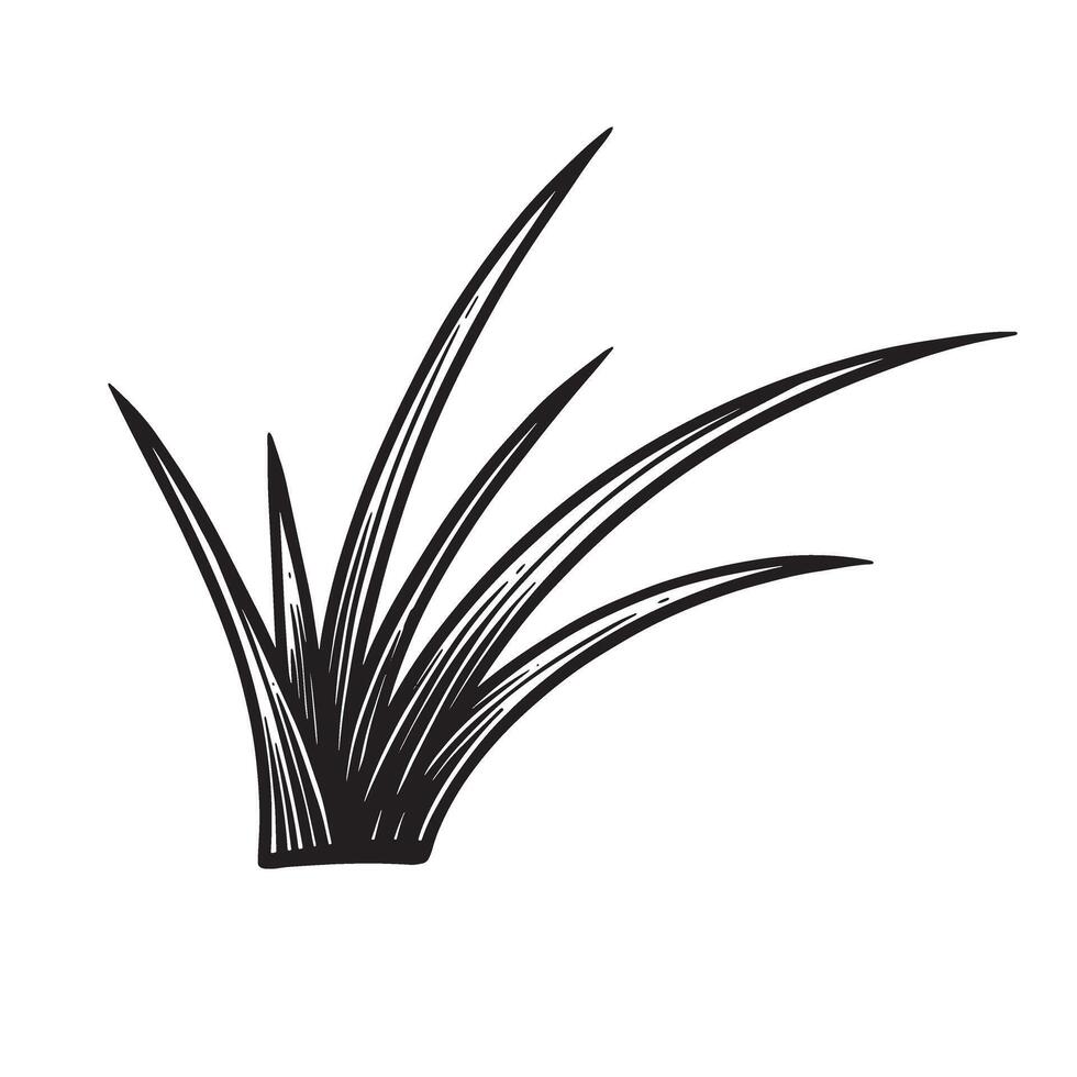 Detailed hand drawn silhouette illustration of a small bunch of grass isolated vector