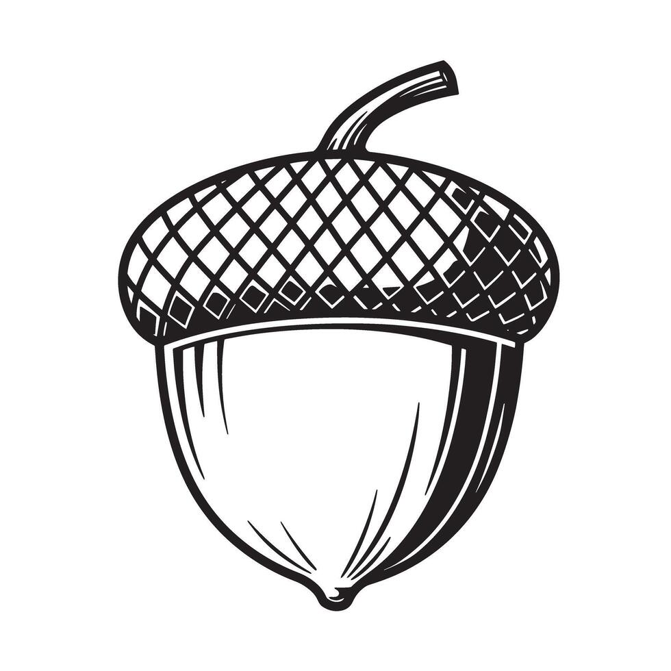 Detailed black and white acorn illustration perfect for fall autumn themed design elements vector