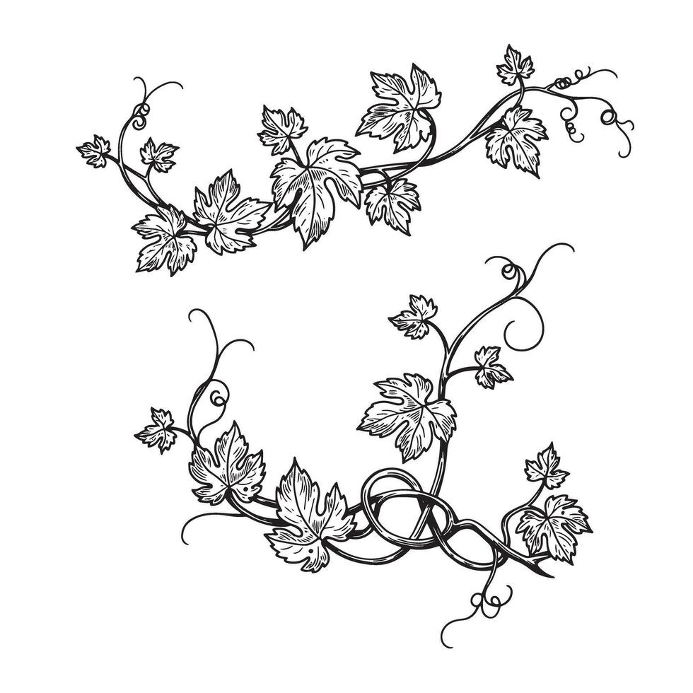 Elegant black and white vine leaves and vines silhouette floral border design elements vector