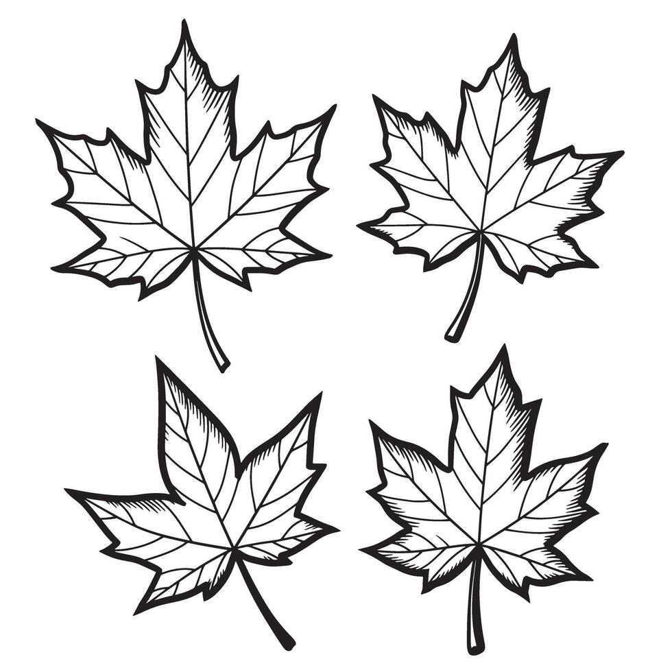 Four simple outlined maple leaves illustration for seasonal decorations and autumn designs vector