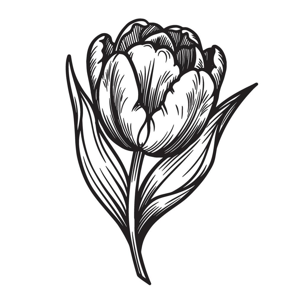 Elegant hand drawn black and white silhouette of a detailed tulip flower and leaves vector